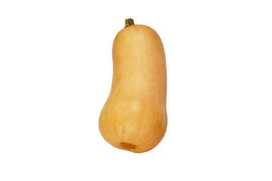 Butternut squash or pumpkin isolated transparent png. Cucurbita moschata.