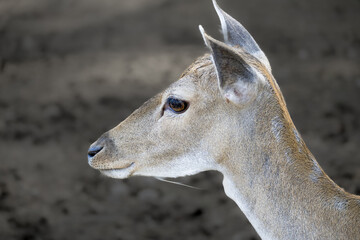 deer in the woods