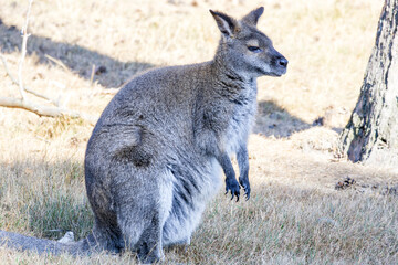 Macropus rufogriseus Bennett kangaroo bouncing in the sun © Ulrich