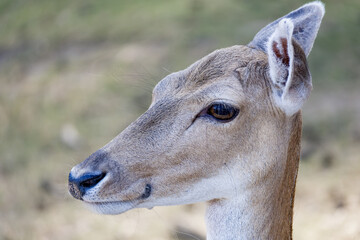 portrait of a young deer