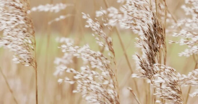 Phragmites australis