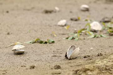 Dried lake bottom during summer drought, dead shells and new plants growth
