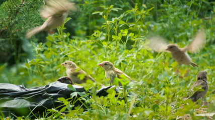 Fototapete bei efototapeten.de bestellen   