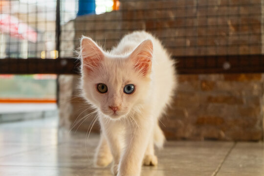 van cat, van kedisi