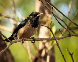 Rosy starling bird on the branch. Pastor roseus. Rose coloured pastor. Rose coloured starling. Bird background. Natural background. Abstract background. 