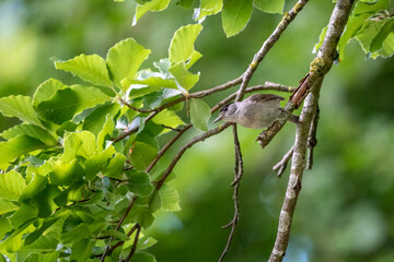 Fauvette à tête noire sur des branches