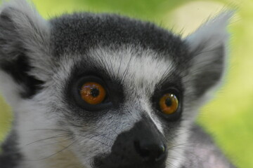 Katta
