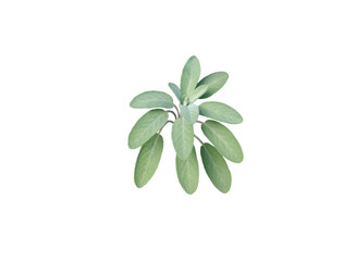 Fototapeta na wymiar Sage leaves isolated transparent png. Salvia officinalis.