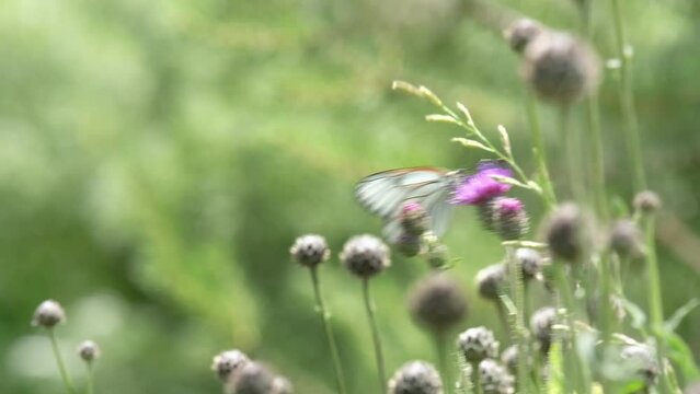 Female European Large Cabbage White butterfly Pieris brassicae feeding on a thistle flower in summer.