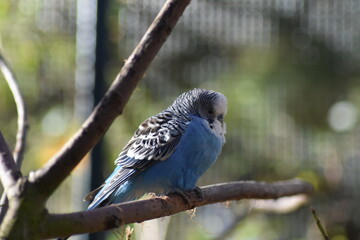 blauer Wellensittich