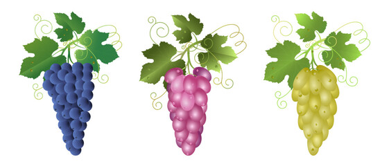 Clusters of blue, pink and white grapes with vine leaves isolated on white. Wine grapes, table grapes. Fresh fruits. Food icons set. Realistic vector illustration.