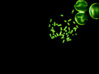 Chromosomes under fluorescence microscope, green colored Human chromosomes from blood