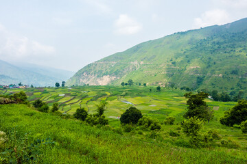 Fototapeta na wymiar Farming in the hills of Himalayas. Uttarakhand India.