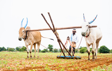 Focus on farmer, Indian farmer ploughing with cattle at farmland during monsoon season - concept of...