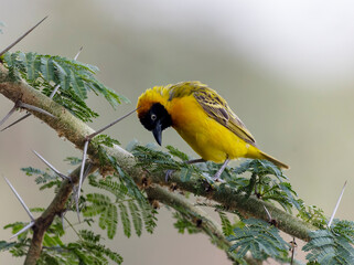 A Weaver bird in Tsavo National Park, Kenya, Africa