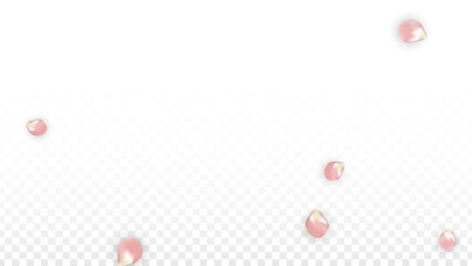Pink Vector Realistic Petals Falling on Transparent Background. Spring Romantic Flowers Illustration. Flying Petals. Sakura Spa Design. Blossom Confetti. Design Elements for Wedding Decoration.