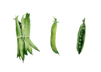 Hand-drawn watercolor tied green pea pods illustrations set. Legumes. Vegetable isolated on white background. Healthy vegetarian food, cooking ingredient, harvest time