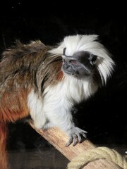 Singe