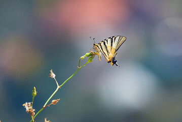 Scarce swallowtail butterfly (Iphiclides podalirius). Beautiful Butterfly