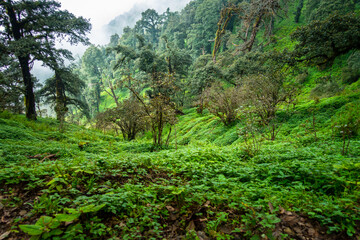 Fototapeta premium A Himalayan mountain ridge with native herbs and shrubs and trees. Uttarakhand India.