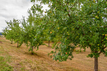 Fototapeta na wymiar Apple trees
