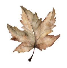 Naklejka premium Autumn leaf. Watercolor painting transparent.