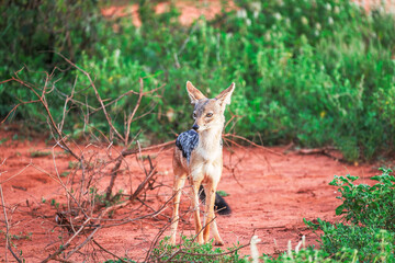 A black back Jakal (Canis mesomelas) in Tsavo West National Park, Kenya, Africa