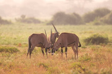 Naklejka na ściany i meble Oryx antelope in the Tsavo East National Park, Kenya, Africa.