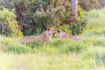 Naklejka na ściany i meble Two Female Lions in Tsavo East National Park, Kenya, Africa