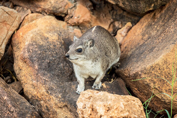 Rock Hyrax - Klippschliefer - in Tsavo East National Park, Kenya, Africa.