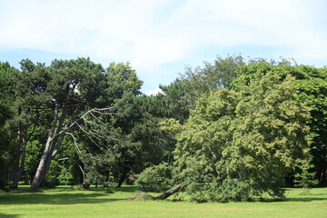 trees in the garden