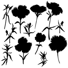 Flowers are silhouettes of black on a white background. Isolated flowers with stems and leaves. To create a mask and digital processing. Vector illustration.