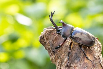 おすのカブトムシのクローズアップ