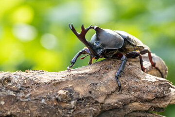 おすのカブトムシのクローズアップ