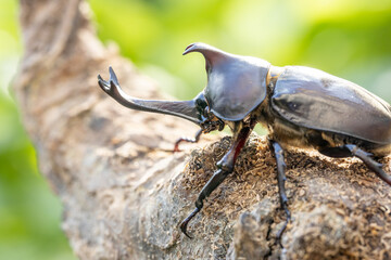 おすのカブトムシのクローズアップ