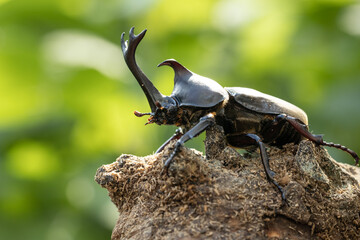 おすのカブトムシのクローズアップ