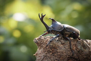 おすのカブトムシのクローズアップ