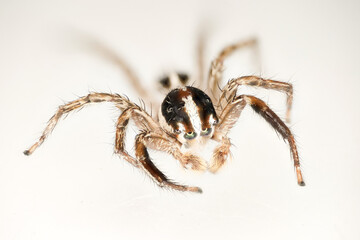 spider on a white background