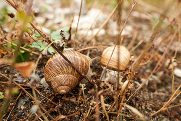 Weinbergschnecken