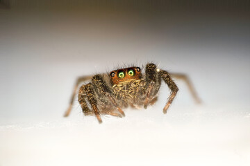 spider