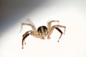 spider