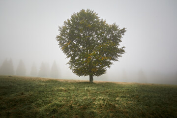  lonely tree