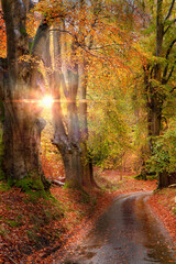 Stunning autumn forest road at sunrise in Norfolk