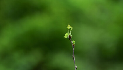 green leaves in the forest nature