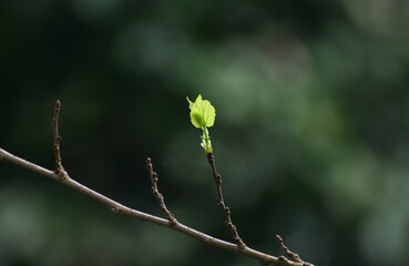 green leaves in the forest nature