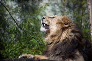 Portrait of male lion lying in a zoologic park