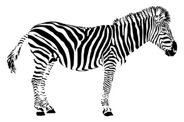 Fototapeta na wymiar zebra. vector illustration