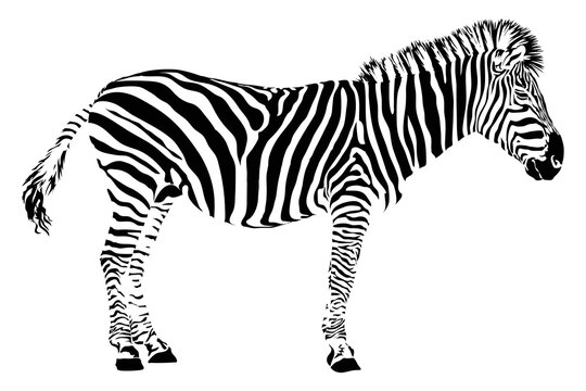 zebra. vector illustration