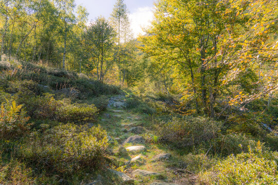 Rocky path leading through fairy forest up the mountain, Val Grande, Italy