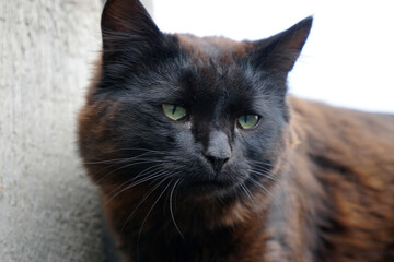 Portrait of a black stray cat